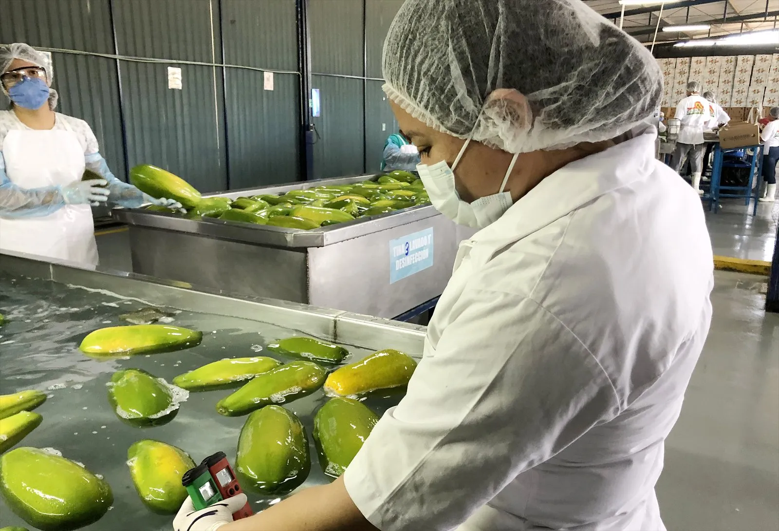 Trabajadora con cofia y cubrebocas revisa papayas en la tina de lavado y desinfección de un empaque