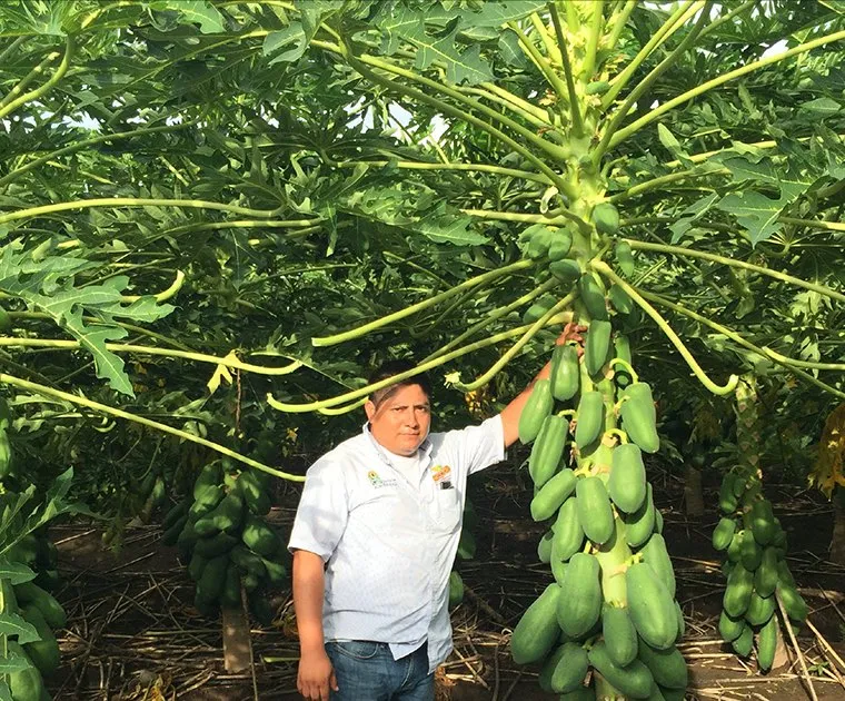 Productor de pie junto a papayos cargados de fruta en una huerta