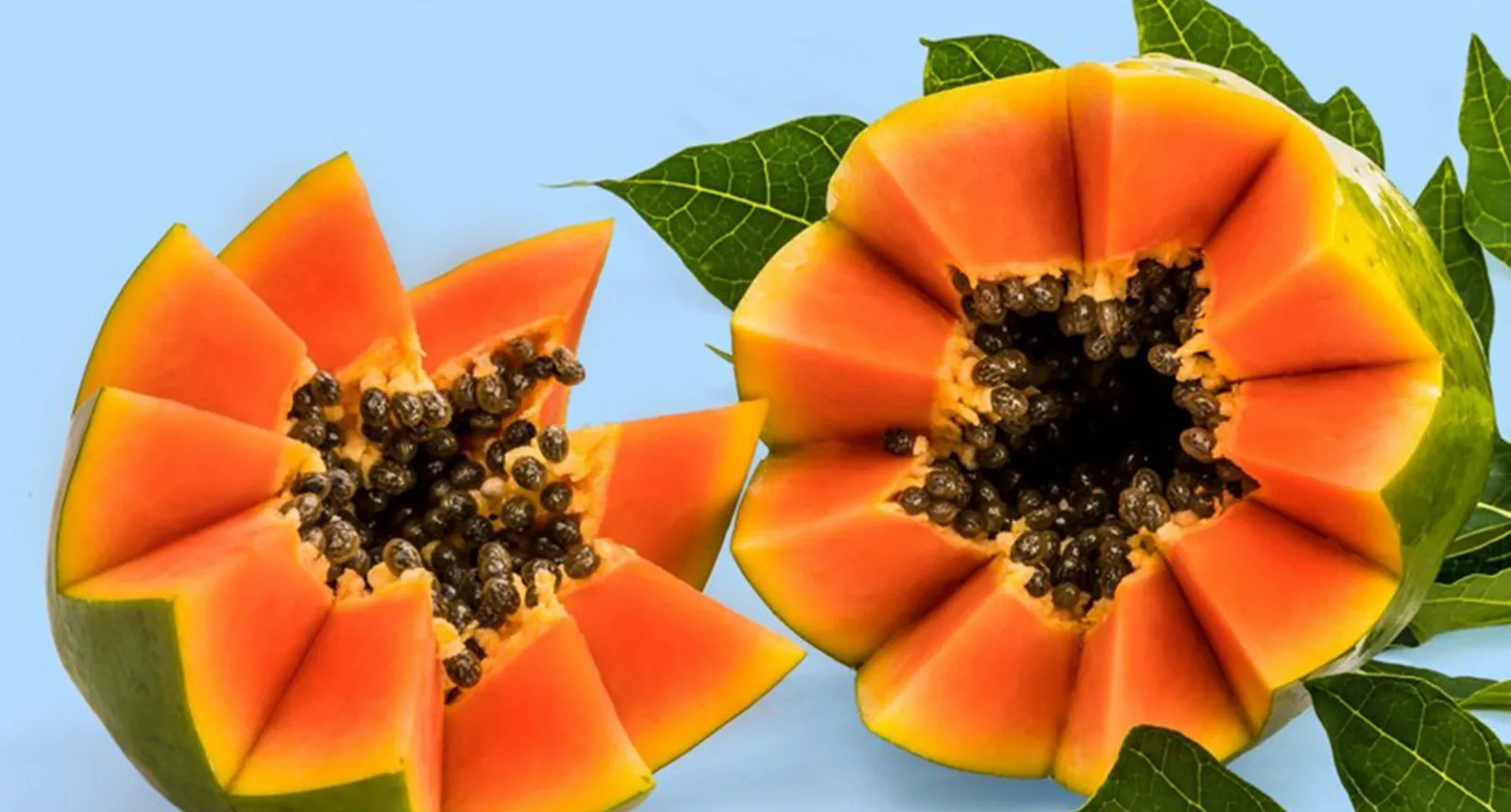 Dos papayas maradol abiertas en forma de flor sobre hojas de papayo